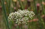 Water cowbane